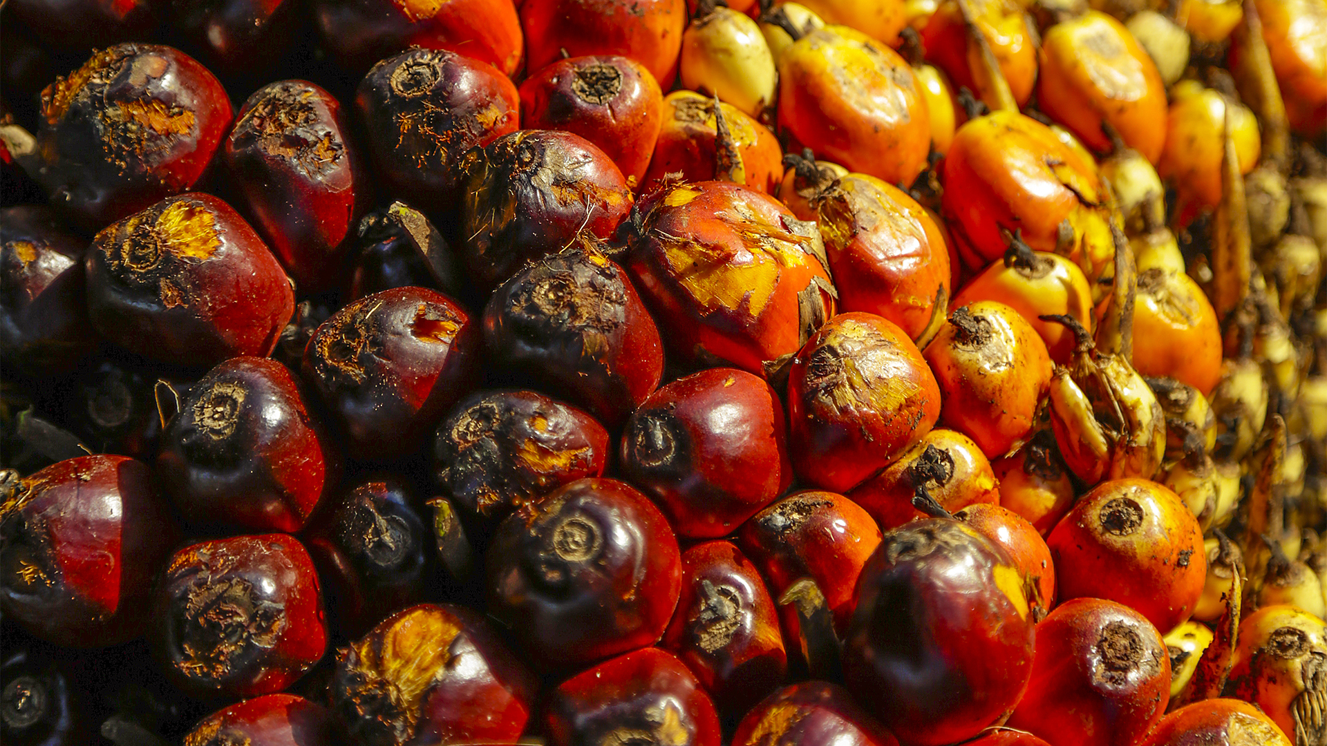 Frutos de palma com casca vermelha, laranja e amarela agrupados para extracção de óleo de palma